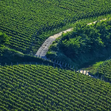 Pitypang Vendeghaz Lejlighed Villány