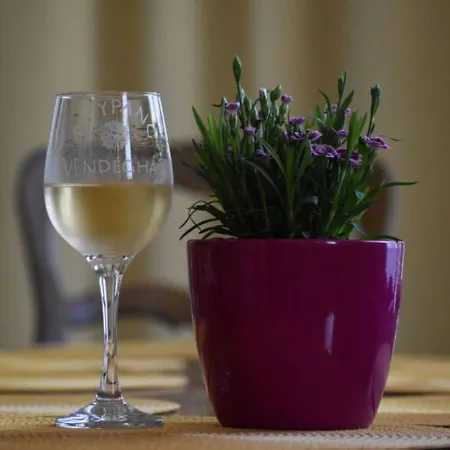 Pitypang Vendeghaz *